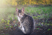 A little kitten is looking straight into your eyes Photograph by Dejan Travica A little kitten is looking straight into your eyes Photograph by Dejan Travica