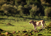 A Lone Lioness in the Wilderness of Africa Photograph by Good Focused