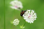 Mating between Stenurella melanura on white clover Photograph by Vaclav Sonnek