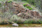 Springtime Reflections and Granite Outcrops at Enchanted Rock Photograph by Brigitte Blanchette Thompson Springtime Reflections and Granite Outcrops at Enchanted Rock Photograph by Brigitte Blanchette Thompson