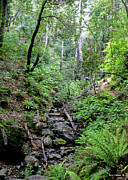 A Nice Gully on Mt. Tamalpais Photograph by Ben Upham III A Nice Gully on Mt. Tamalpais Photograph by Ben Upham III
