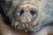 A Nose Only a Mother Could Love Photograph by Leslie Struxness A Nose Only a Mother Could Love Photograph by Leslie Struxness
