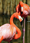 A Pair of Flamingos Photograph by David T Wilkinson