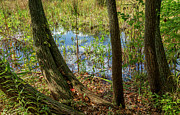 A Patch of Blue Photograph by Cate Franklyn