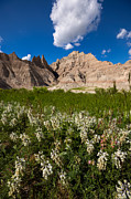 Badlands N Flowers Photograph by Aaron J Groen
