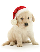 A Puppy is For Ever Photograph by Warren Photographic