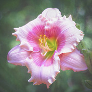 A Radiant Summer Memory Photograph by Anita Pollak