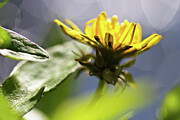 A Real Dandy Photograph by Steven David Roberts