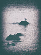 A Seagull Rests Photograph by Phil Perkins