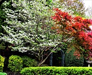 A Secret Garden in Spring Photograph by Linda Stern