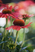 A shining Pink Coneflower Photograph by Abigail Diane Photography