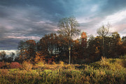 A small forest in the fall Photograph by Dejan Travica
