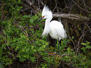 A Snowy Egret in New Jersey's Wilds Photograph by Kristia Adams