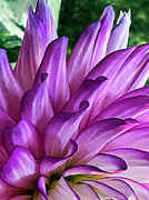 A Splash of Lavender 2 Photograph by Rick Locke - Out of the Corner of My Eye
