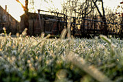 A stem of grass with sunrise. A wonderful story of beauty Photograph by Vaclav Sonnek