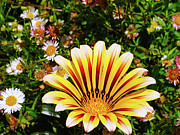 A Sunrise of Flowers Photograph by Marcus Jones