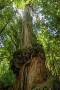 A tall and majestic Alerce Fitzroya tree  Photograph by Henri Leduc