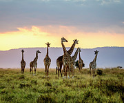 A Tower of Giraffes at Sunset Photograph by Laura Hedien