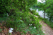 A Tranquil Riverside - Lush Greenery, White Flowers, Calm Waters, Serene Path Photograph by Brigitte Blanchette Thompson A Tranquil Riverside - Lush Greenery, White Flowers, Calm Waters, Serene Path Photograph by Brigitte Blanchette Thompson