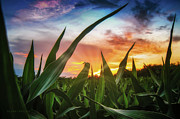 A view through the corn field at sunset by Dejan Travica A view through the corn field at sunset by Dejan Travica