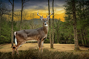 A white-tailed deer with large antlers stands within a forest during sunset Photograph by Randall Nyhof A white-tailed deer with large antlers stands within a forest during sunset Photograph by Randall Nyhof