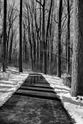 A Winter Walk Photograph by Kathi Isserman