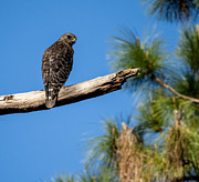 A Young Red Shouldered Hawk in Florida Photograph by L Bosco