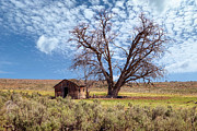 Abandoned Shed Photograph by Loyd Towe Photography Abandoned Shed Photograph by Loyd Towe Photography