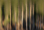 Abstract of Forest on Lake Digital Art by Barbra Pechous Abstract of Forest on Lake Digital Art by Barbra Pechous