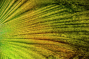 Abstract of Green Thin Ice Photograph by Charles Floyd Abstract of Green Thin Ice Photograph by Charles Floyd