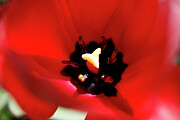 Abstract Tulip - March 2024 Photograph by Joseph A Langley