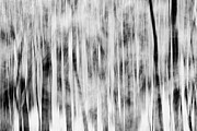 Abstract Winter Trees Photograph by Dan Sproul Abstract Winter Trees Photograph by Dan Sproul