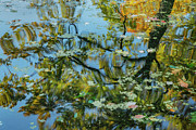 Abstracted Reflection Photograph by Cate Franklyn