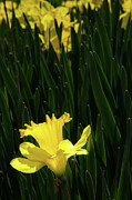 Ascending Spring Photograph by Marilyn Cornwell