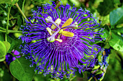 Adorning Gardens with Passiflora incarnata - The Allure of Purple Passion Flower Photograph by Brigitte Blanchette Thompson Adorning Gardens with Passiflora incarnata - The Allure of Purple Passion Flower Photograph by Brigitte Blanchette Thompson