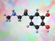 Adrenalin molecule, illustration Drawing by Robert Brook/science Photo Library