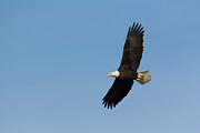 Adult bald eagle soars overhead Photograph by Charles Floyd Adult bald eagle soars overhead Photograph by Charles Floyd