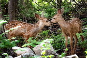 Affectionate Fawns Photograph by Cory Milligan