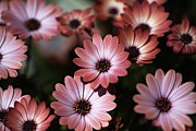 African Daisy Zion Red Photograph by Joy Watson