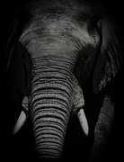 African Elephant #1 Photograph by Matthew Adelman
