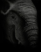 African Elephant #2 Photograph by Matthew Adelman