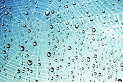 After the Rain Cobwebs Photograph by Andrea Kollo