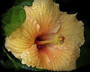 After the Rain Photograph by M Kathleen Warren