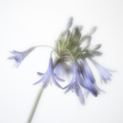 Agapanthus Photograph by Janet Burdon