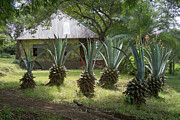 Agave Sentinels Photograph by Mary Lee Dereske