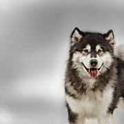 Alaskan Malamute Photograph by Raul Gonzalez Science Source