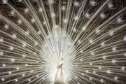 Albino Peacock Photograph by Larry Marshall