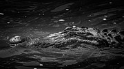 Alligator In Black And White Photograph by Jordan Hill