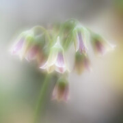 Allium Siculum Flowers Photograph by Janet Burdon