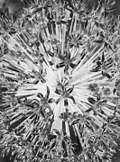 Allium Xray Photograph by Vallee Johnson
